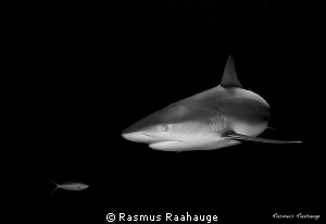 Caribbean reef shark by Rasmus Raahauge 